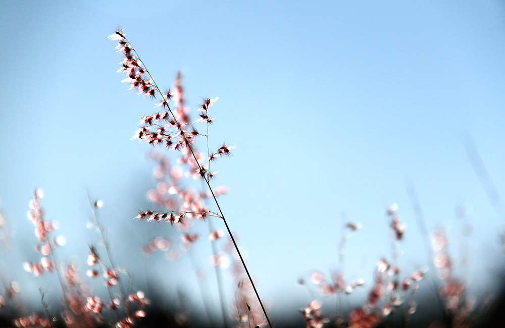 Série Silvestre - Flores e Formas do Retiro das Pedras - Pedro Sales