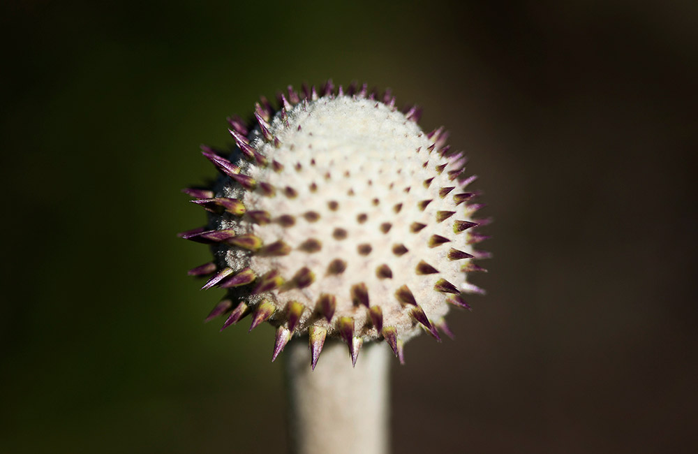 Série Silvestre - Flores e Formas do Retiro das Pedras - Pedro Sales